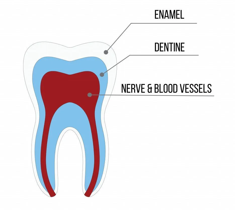 Tooth structure Anatomy with all parts including enamel dentin pulp cavity root canal blood supply for medical science education and dental health care(CarryLove)s