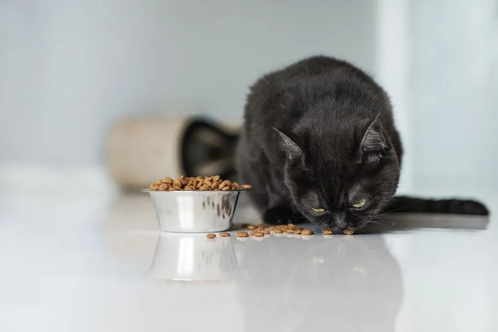 Cute,Brown,Scottish,Cat,Eats,Dry,Food,On,The,Kitchen