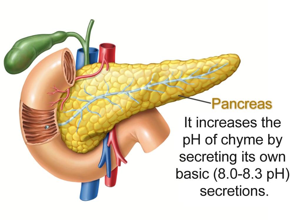 Anatomy,Drawing,Showing,The,Pancreas,,Duodenum,,And,Gallbladder.,Digital,Illustration
