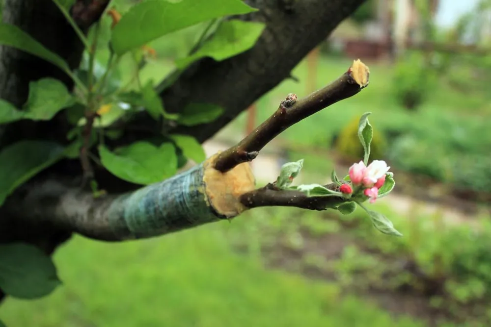 What Is Tree Grafting And How It Is Done?