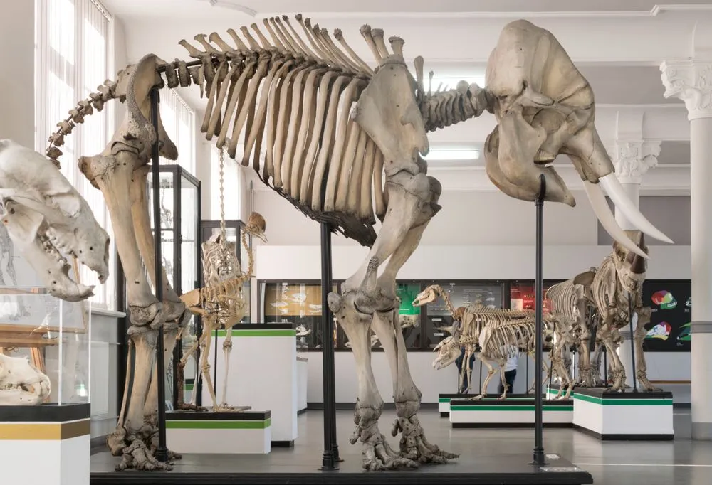 Wroclaw,,Poland,-,January,30,,2017:,Skeleton,Of,Elephant,In