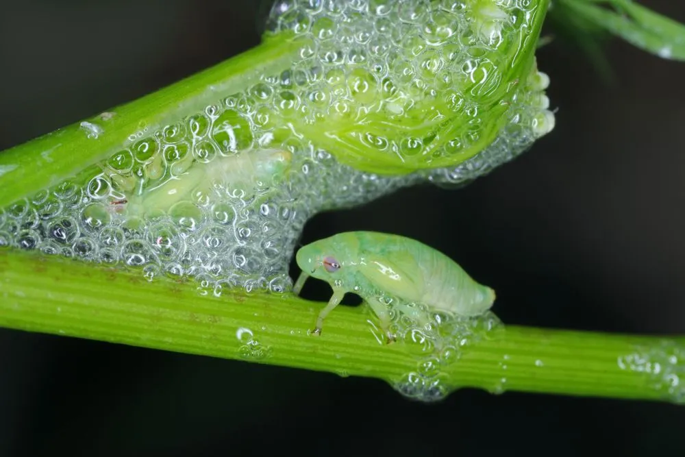 Why Do Spittlebugs Live In Cocoons Made Of Their Own Spit?