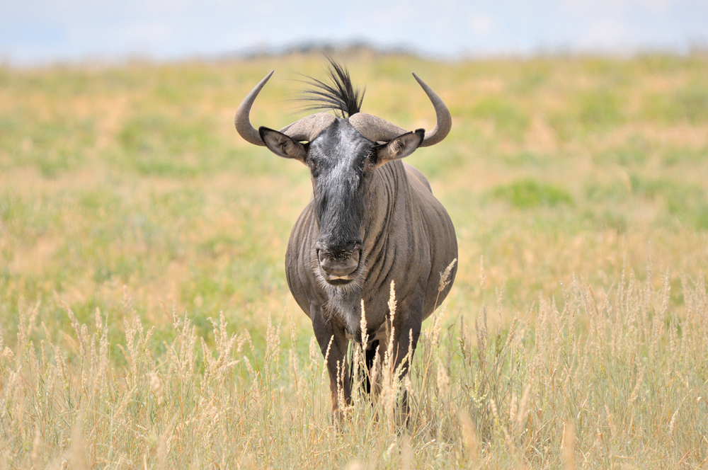 Blue Wildebeest