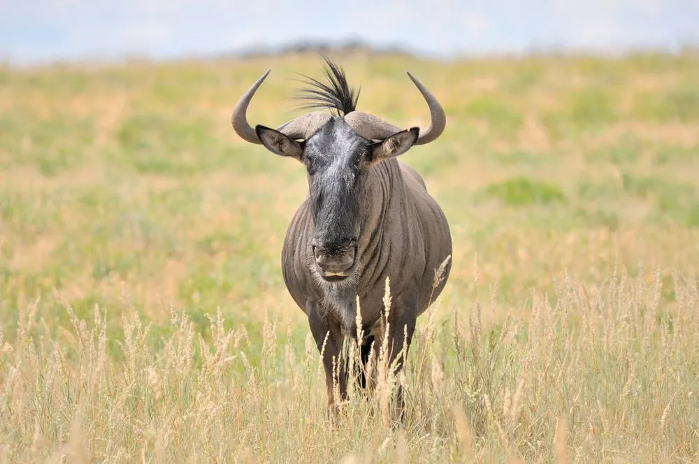 Blue Wildebeest
