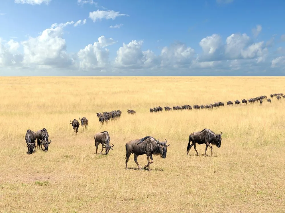 The Great Wildebeest Migration: Why Do Wildebeest Migrate?