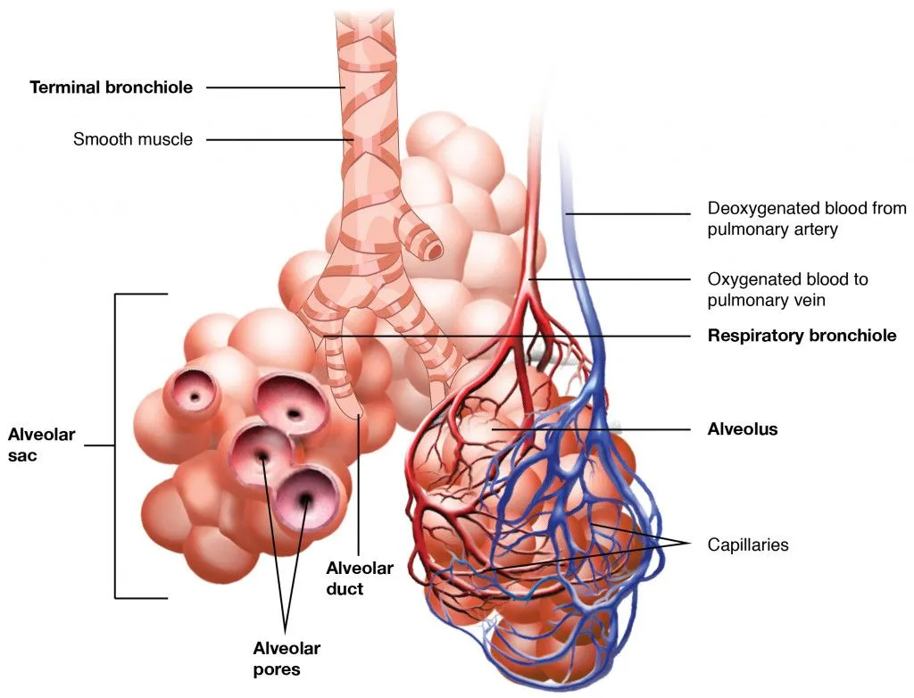 Alveoli of the lungs