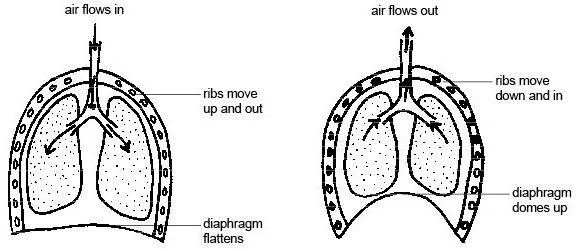 Anatomy and physiology of animals Inspiration & expiration