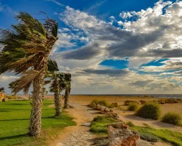 Palms do pretty well in the face of violent storms.