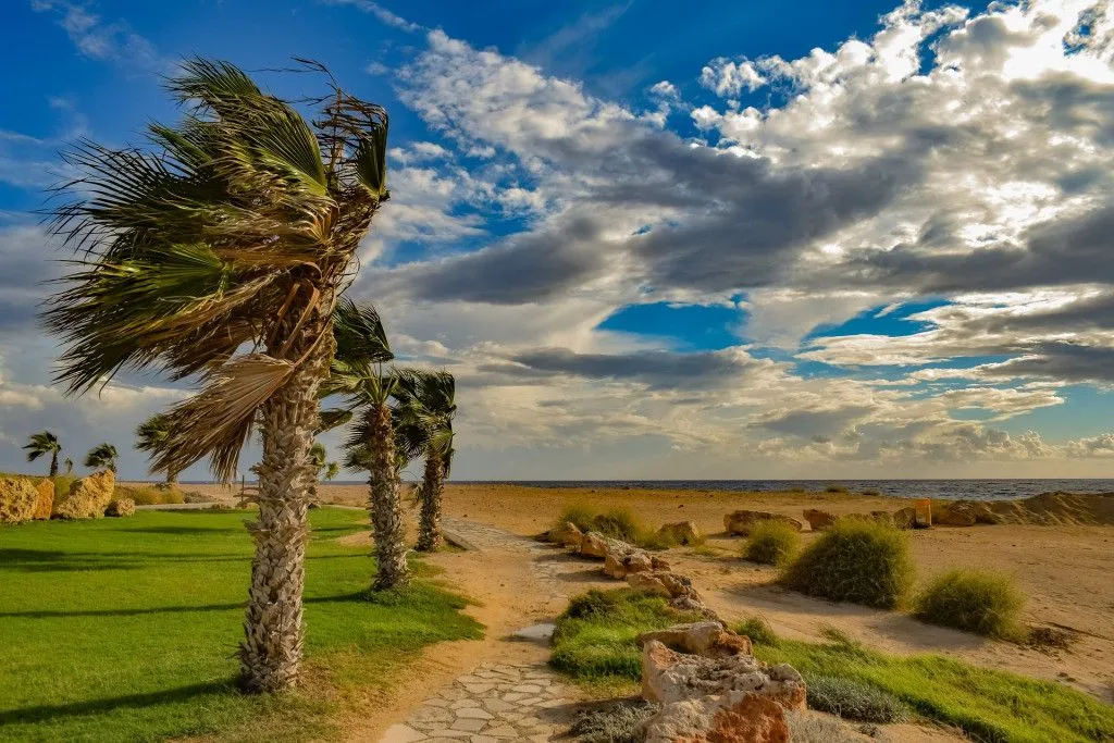 Resilient Palm Trees: How Do Palm Trees Survive Hurricanes & Cyclones?
