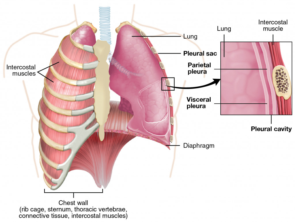 The muscles of the lungs.