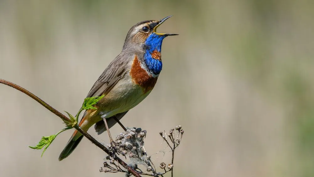 bluethroat-sitting-on-a-branch-and-sing