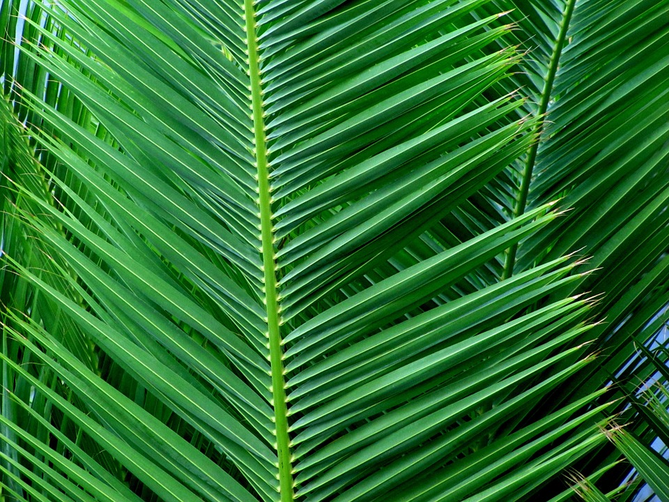 palm leaf