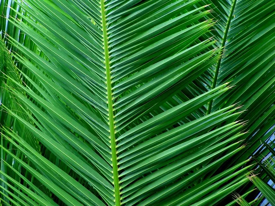 palm leaf
