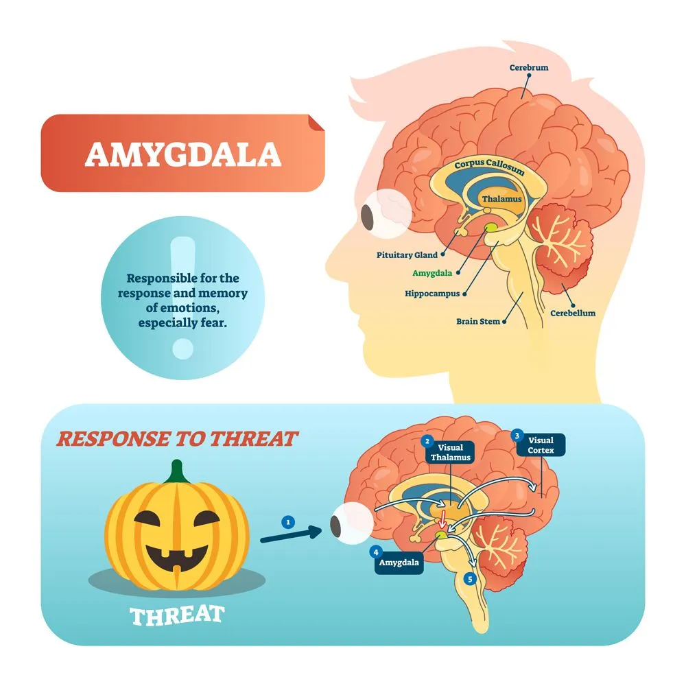 Amygdala,Medical,Labeled,Vector,Illustration.,Anatomical,Scheme,With,Visual,Thalamus,