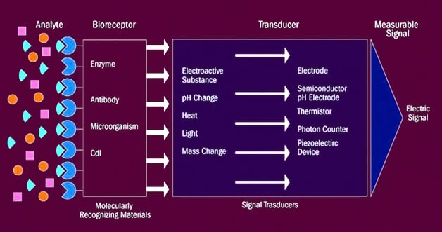 Biosensor Breakdown