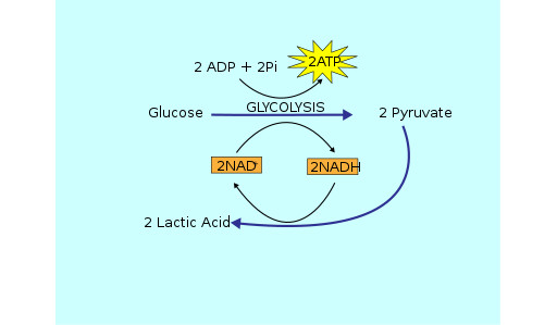 Lactic Acid Fermentation