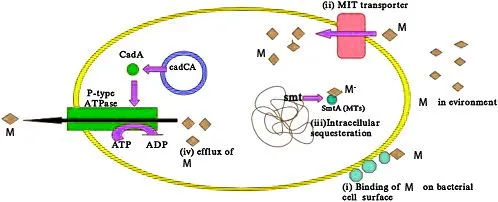 Mechanisms of heavy metal resistance by bacterial cells
