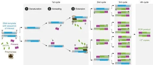 Polymerase chain reaction