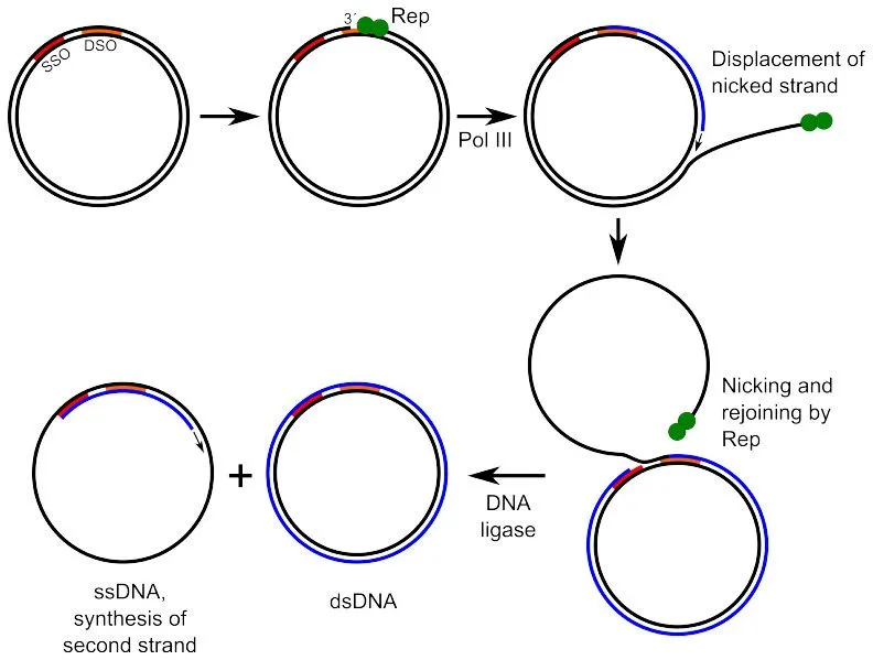 Rolling-circle replication