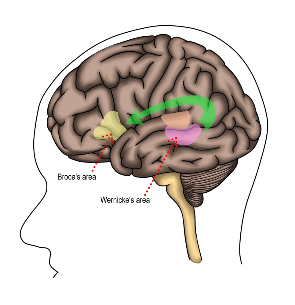 The,Process,Of,Language,Porcessing,In,Sensten,And,Word,Repeatition.