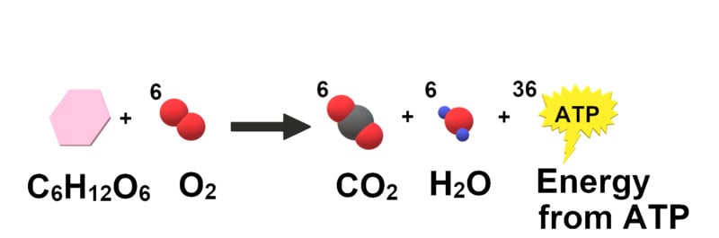 Cellular Respiration Simple
