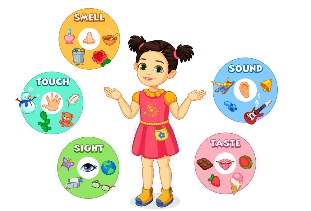 Little girl showing five senses chart vector illustration