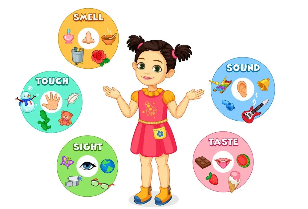 Little girl showing five senses chart vector illustration