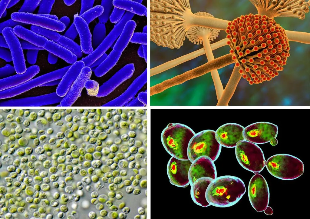 What Are Single-Cell Proteins? Can We Consume Them?