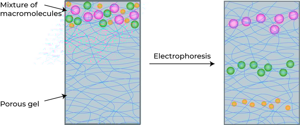 Sds-page,Electrophoresis,(polyacrylamide,Gel,Electrophoresis)