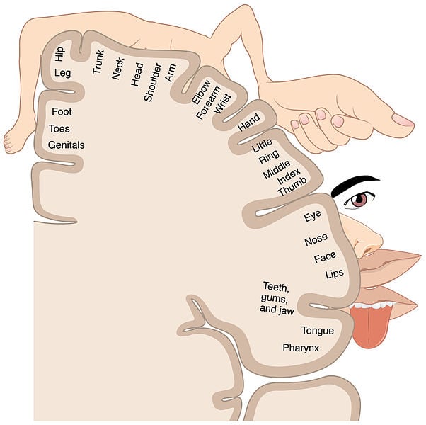 Sensory Homunculus