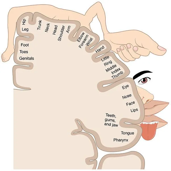 Sensory Homunculus