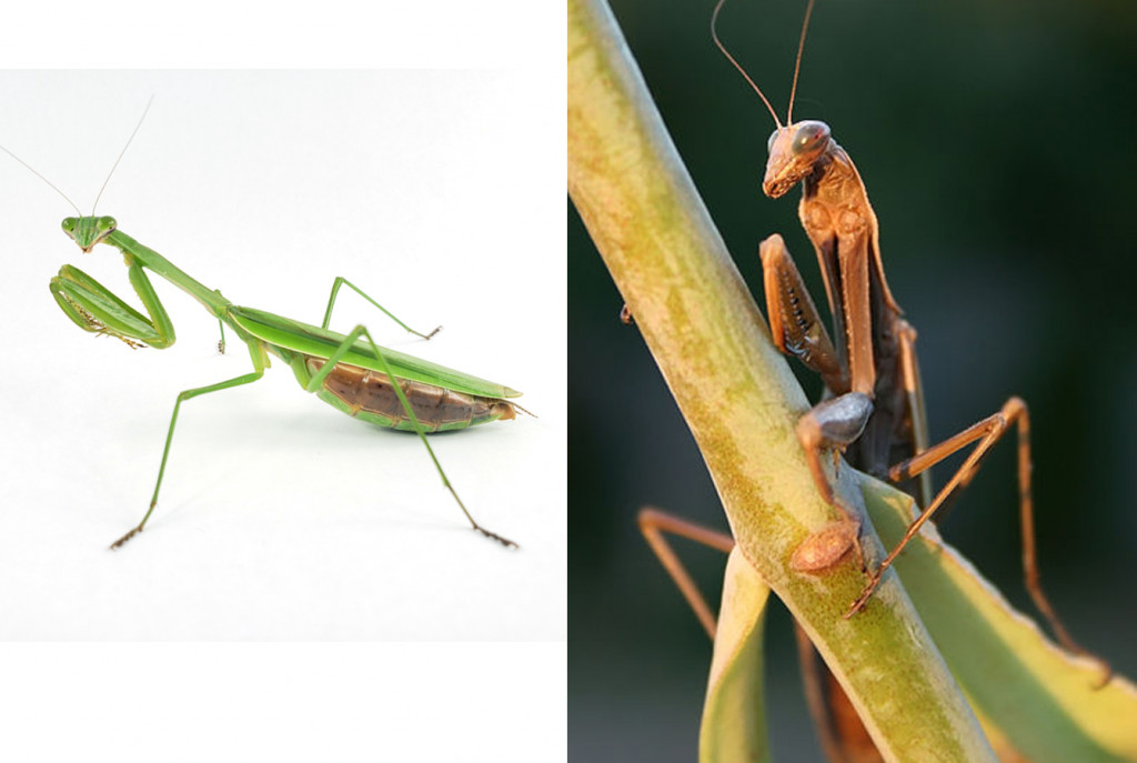 Tenodera sinensis & Archimantis latistyla