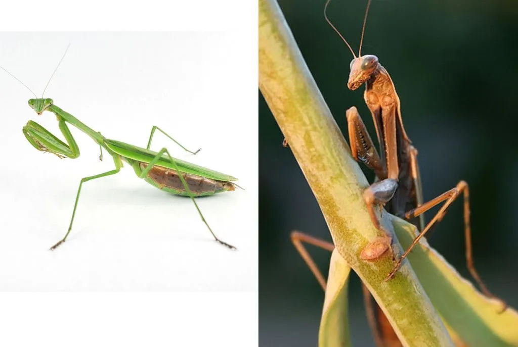 Tenodera sinensis & Archimantis latistyla