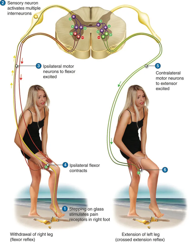 The structure of a simple reflex arc