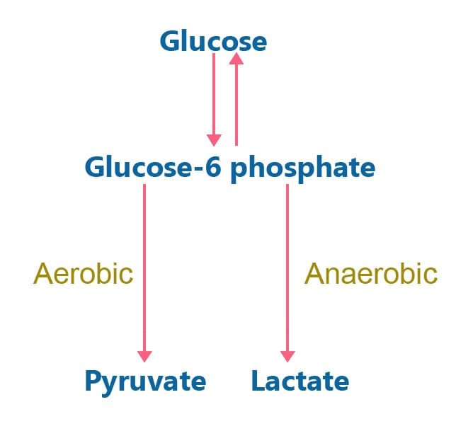 glucose metabolism