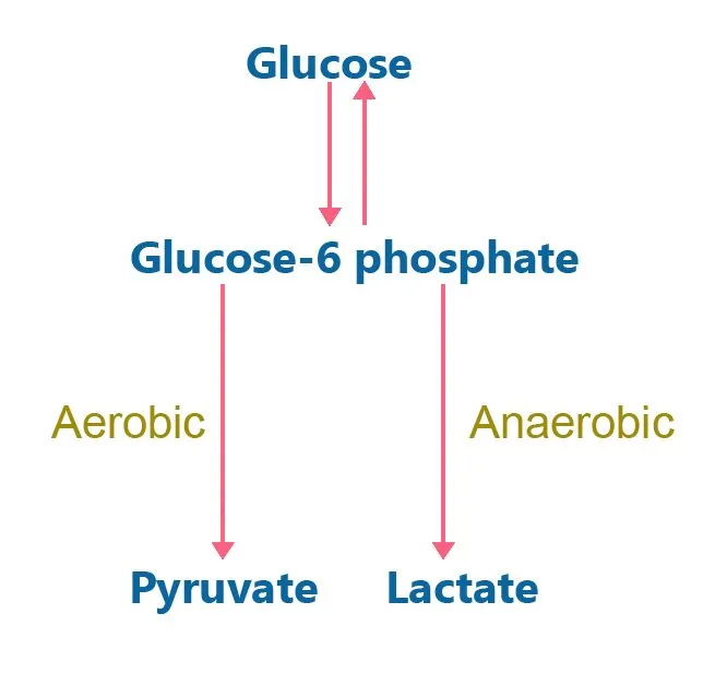 glucose metabolism
