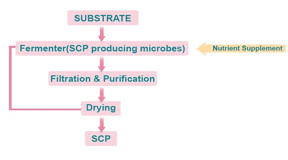 The image outlines the steps of SCP production. The process includes fermentation, filtration, purification, drying and processing.