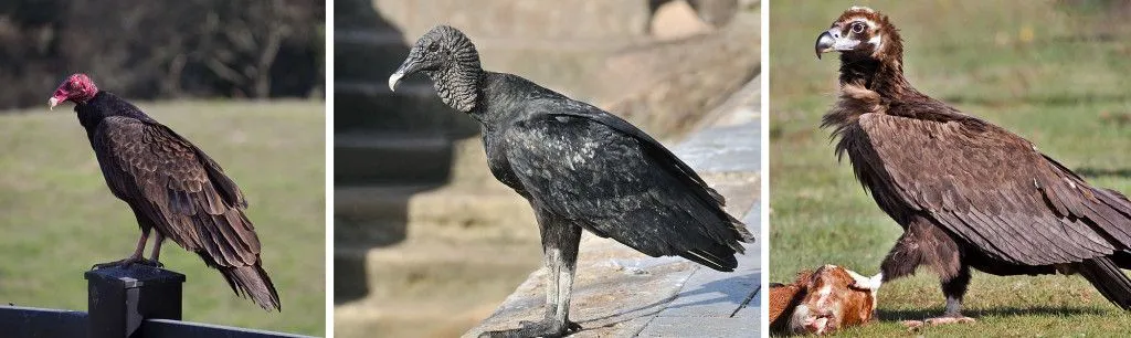 Turkey vulture, Black vulture, Cinereous vulture