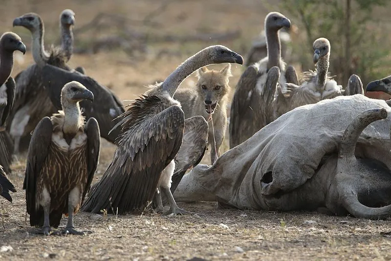 Vulture and Jackal eating together