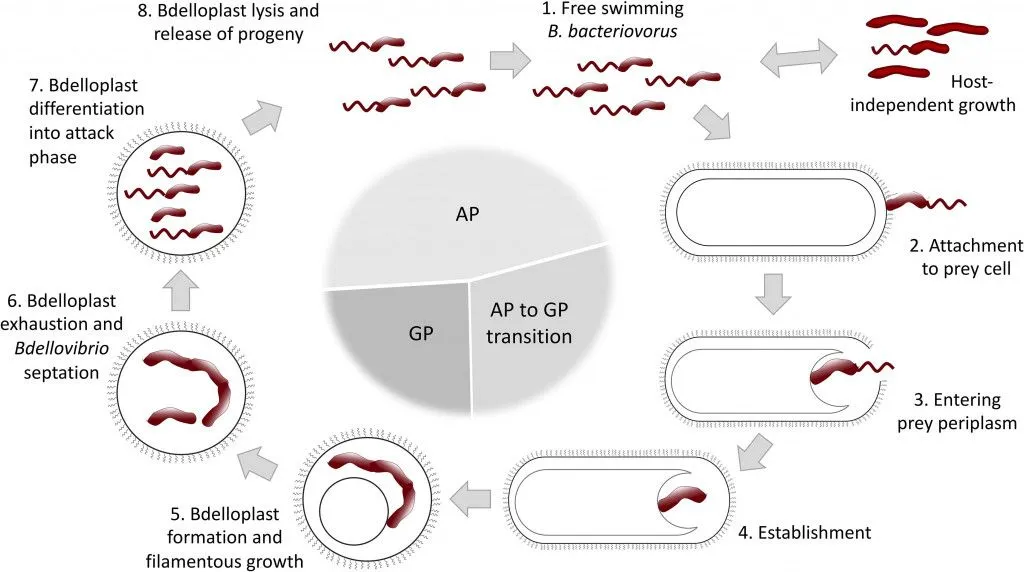 Life cycle of B. bacteriovorus.