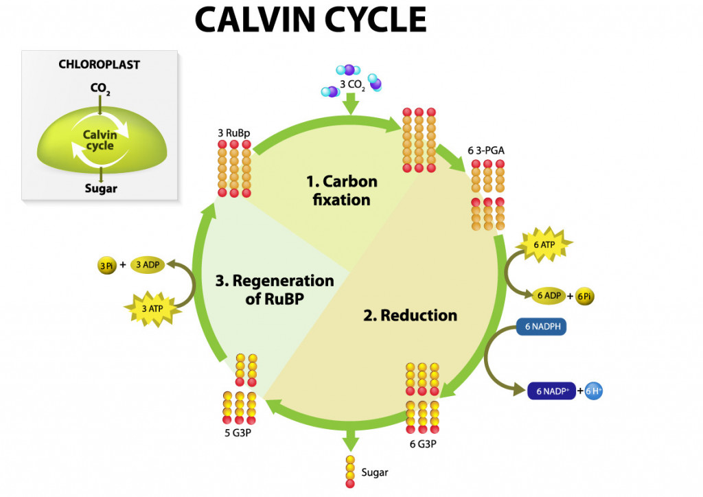Calvin Cycle