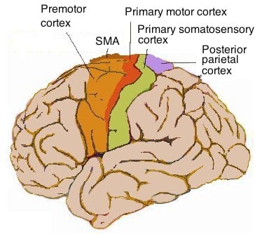 Human motor cortex