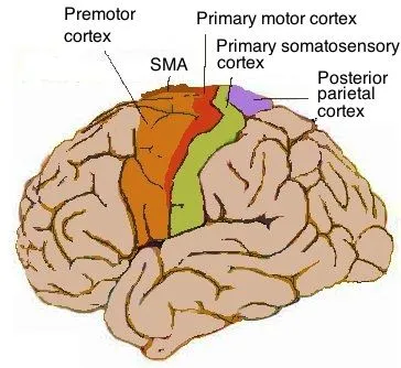 Human motor cortex