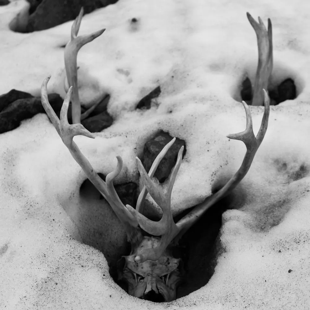The Dangers Of Melting Ice: Why Global Warming Could Unleash Ancient Microorganisms