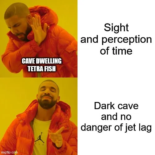 Sight and perception of time meme