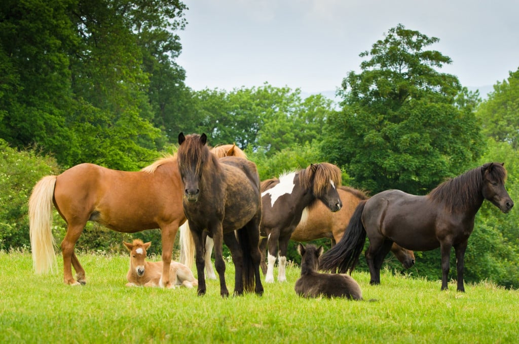 a-herd-of-icelandic-horses-with-some-newborn-foals-laying-in-the-grass-protected-by-their-mothers_t20_gLQ4Oa
