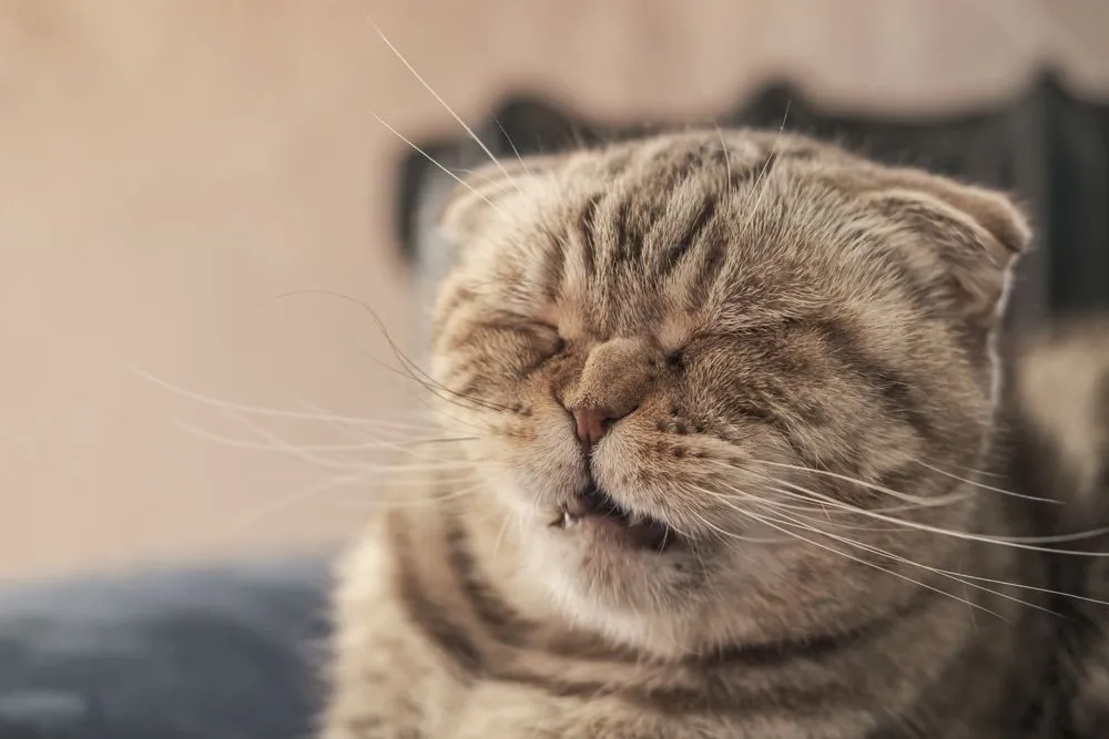 Do All Animals Sneeze?