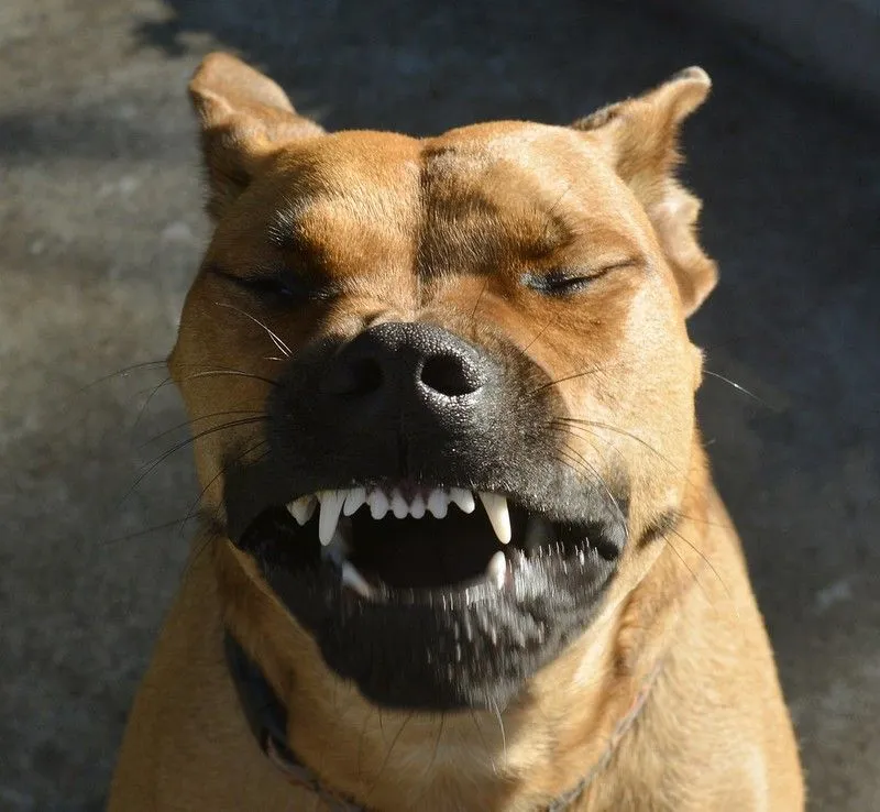 dog sneezing