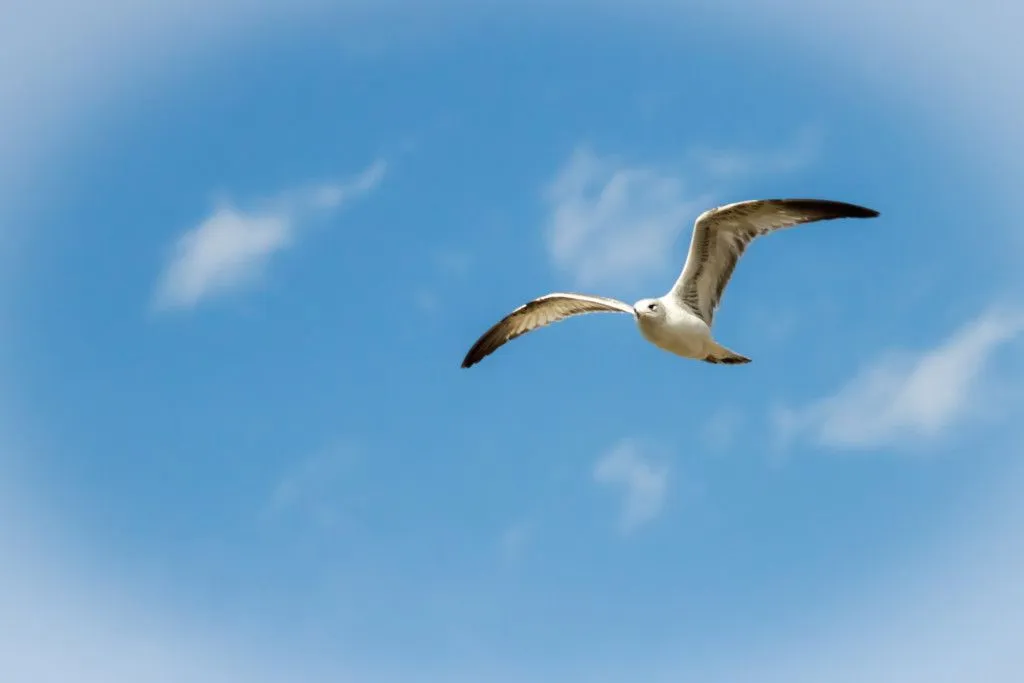 seagull-in-flight_t20_8BJgkj