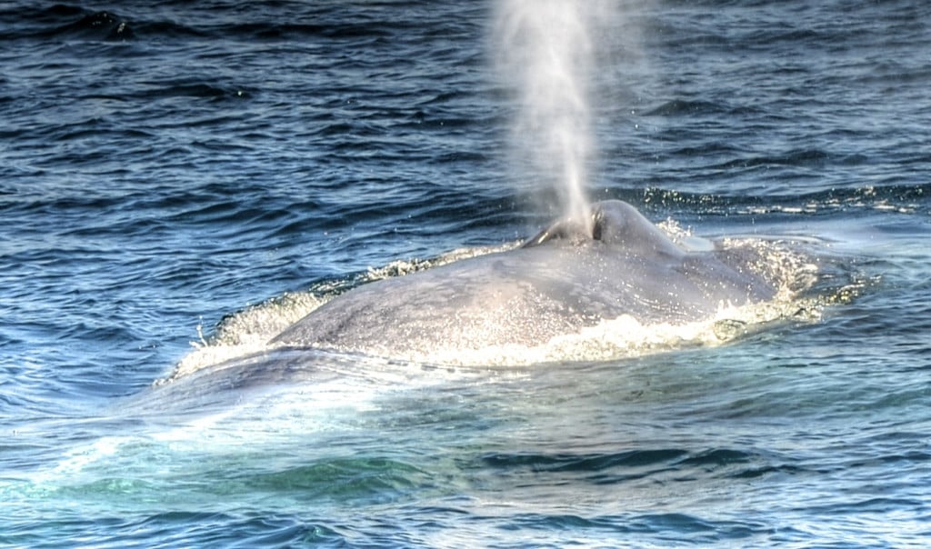 there-she-blows_t20_jXyBbz